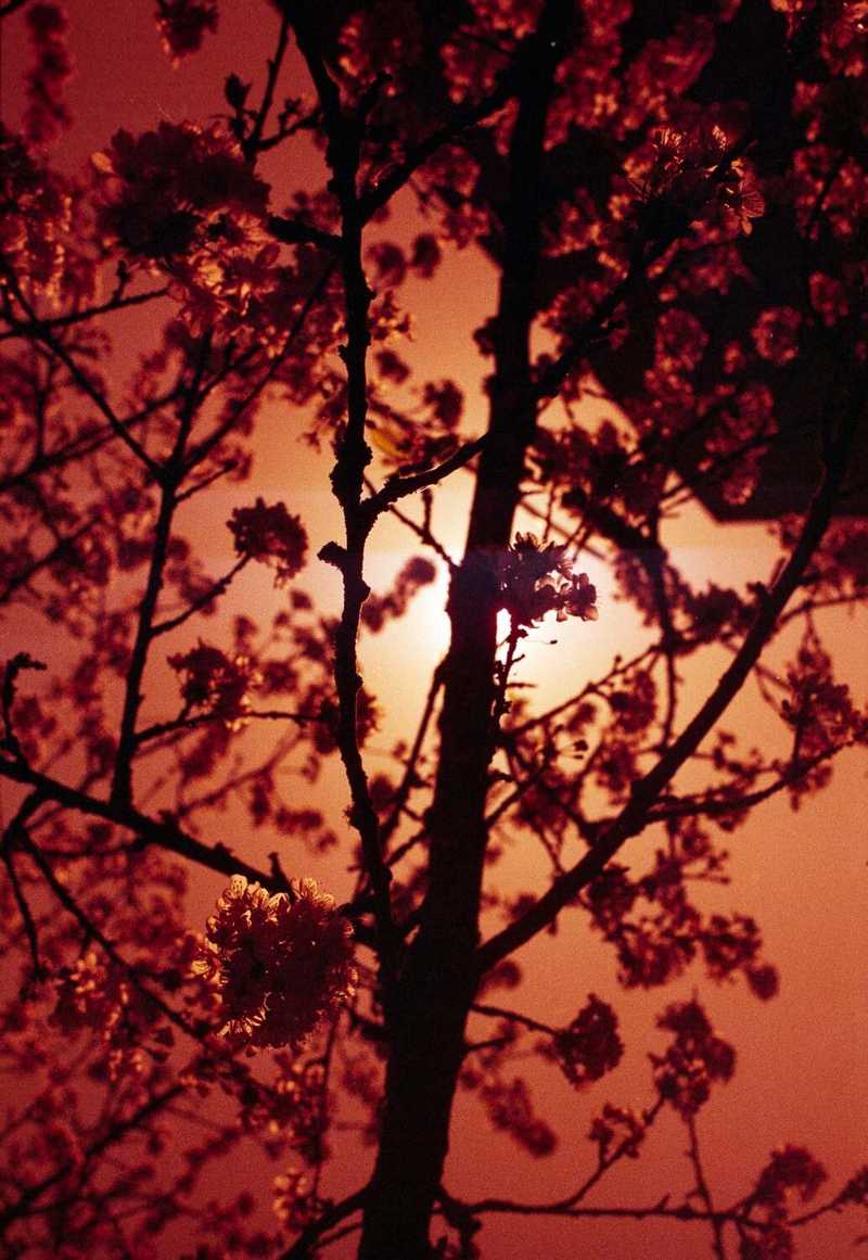 Redscale film photo of a tree