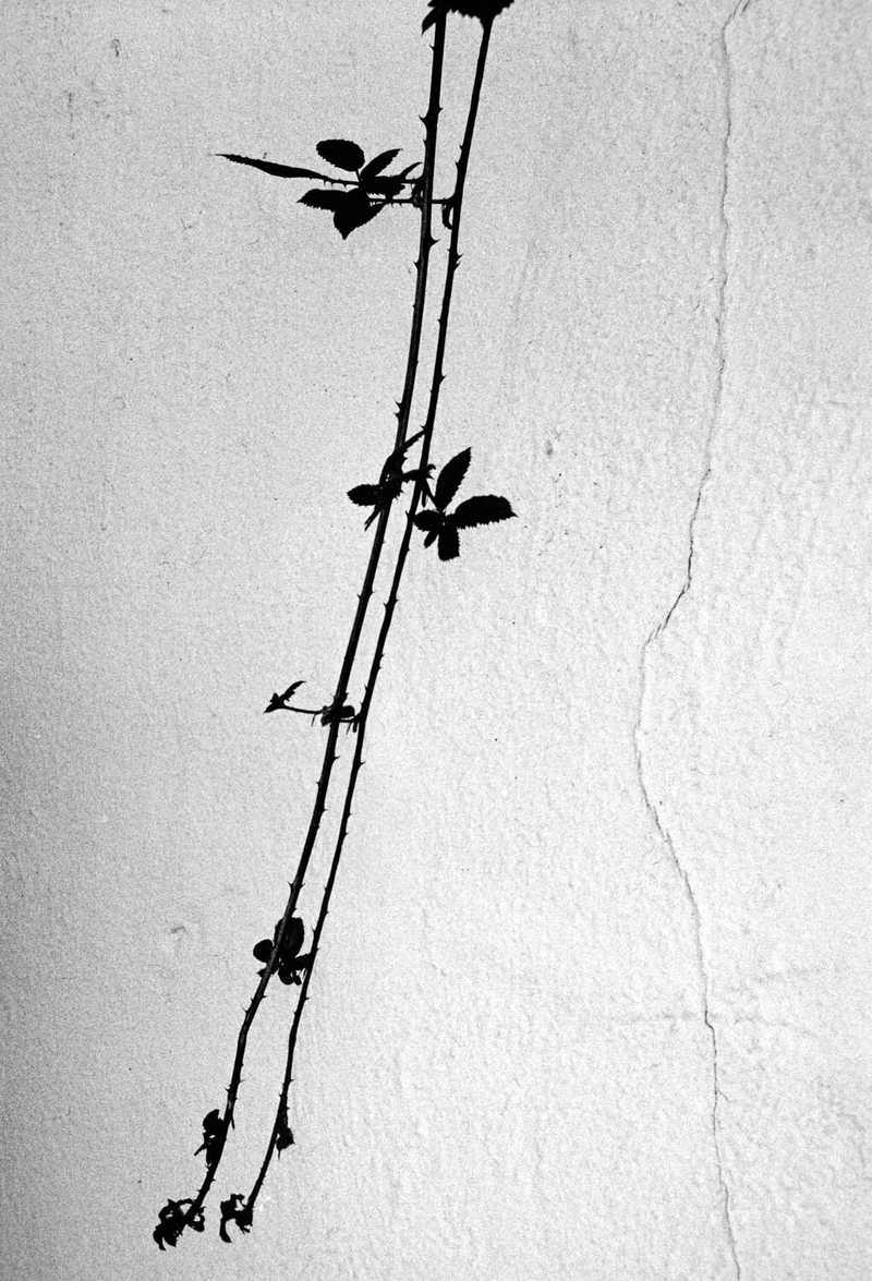 Vine growing on a wall