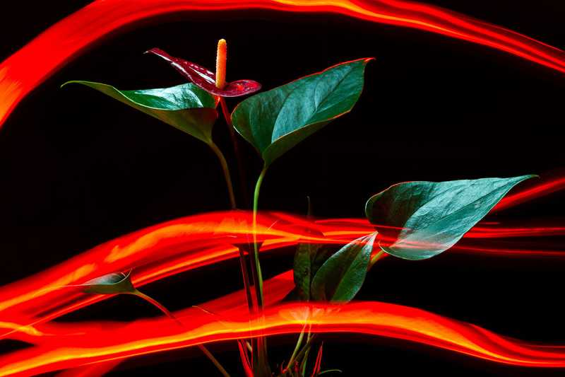 Long exposure of house plant and colored light effects
