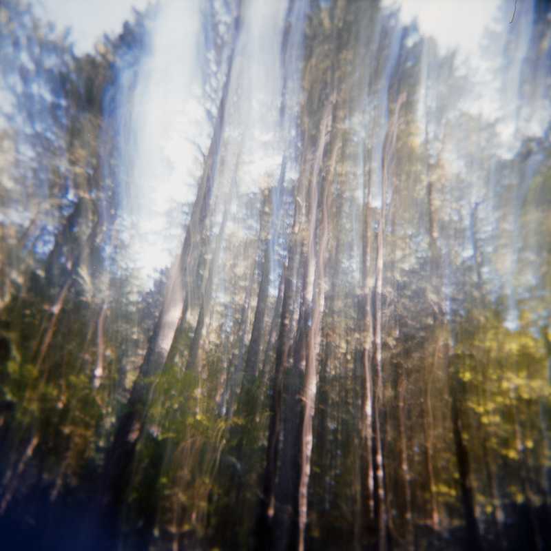 Long exposure of trees in a forest