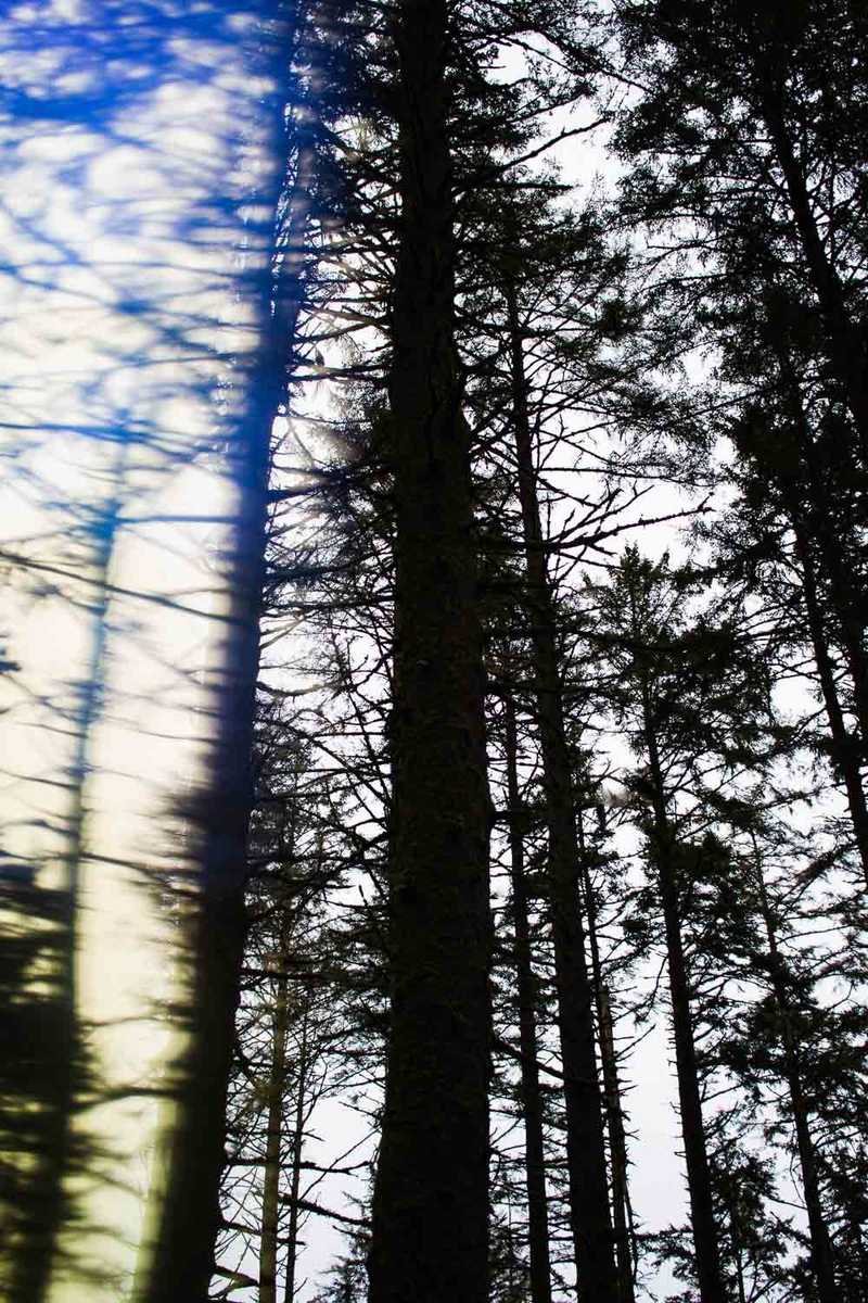 Experimental photo of the forest using the Lensbaby Omni