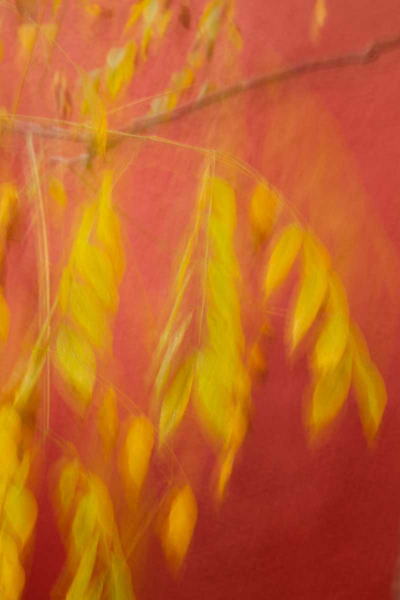 Abstract photo of fall leaves in front of a brightly-colored building