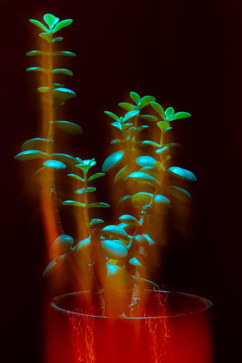 Experimental long exposure photo of a house plant