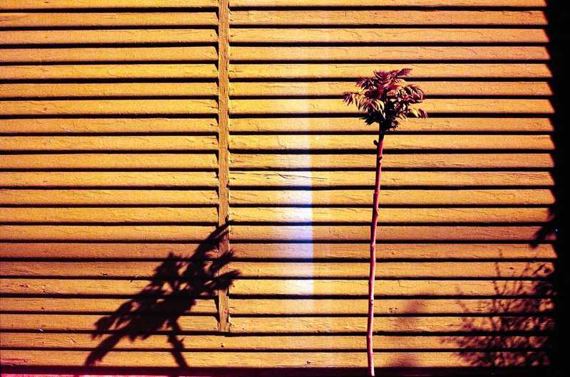 Redscale film photo of a plant against a wall