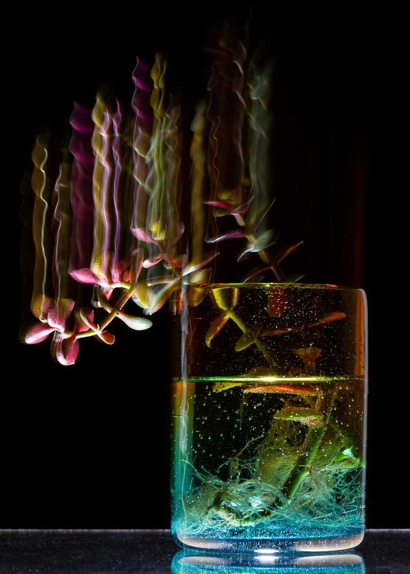 Experimental long exposure photo of a house plant