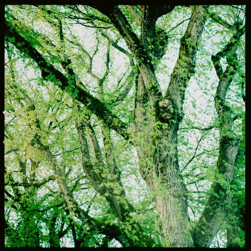 Experimental photo of a tree