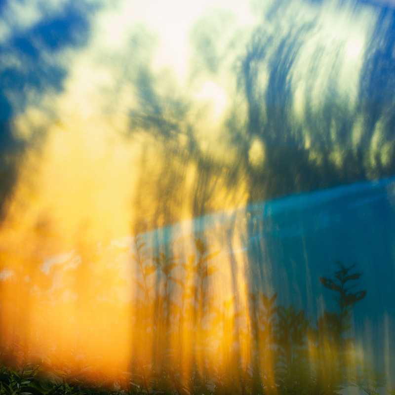 Experimental photo of the forest using the Lensbaby Omni