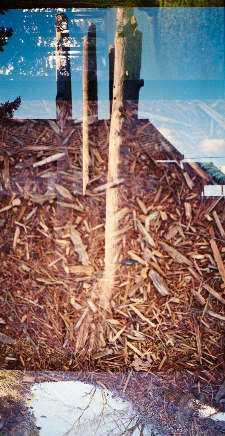 Double exposure of trees and other elements