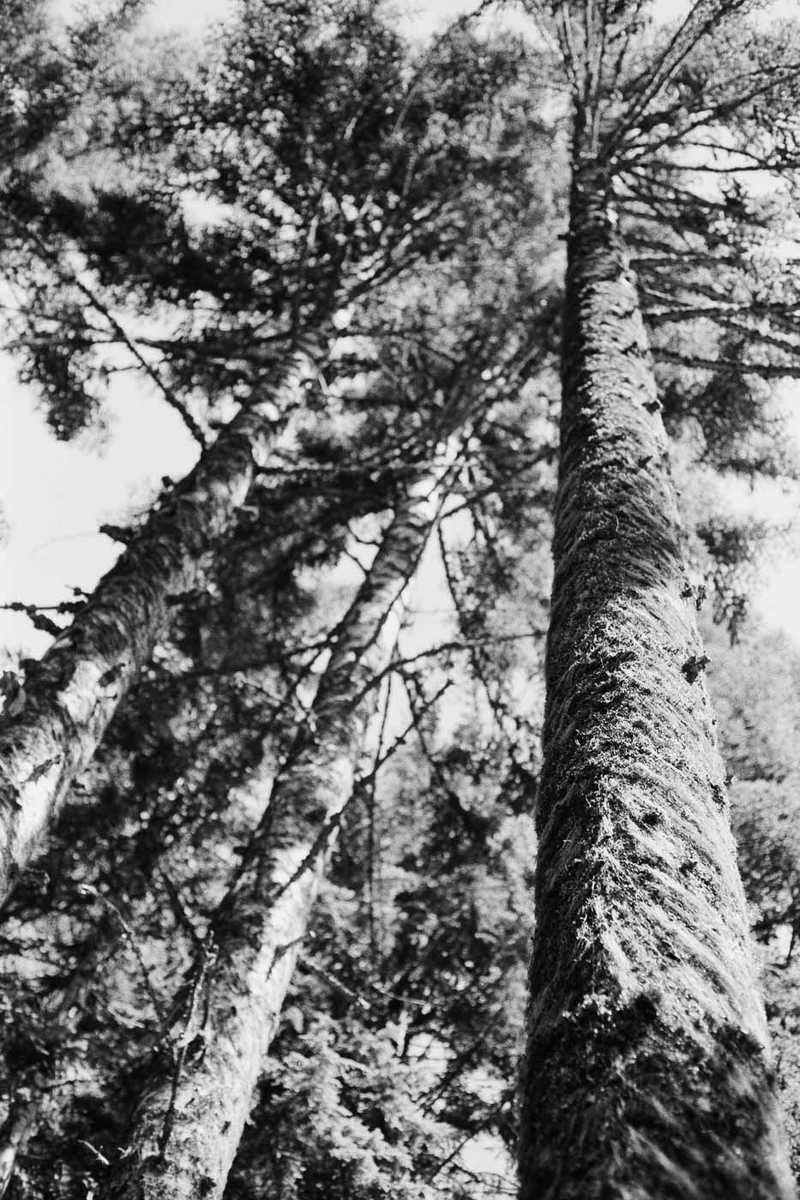 Black and white photo of fir trees